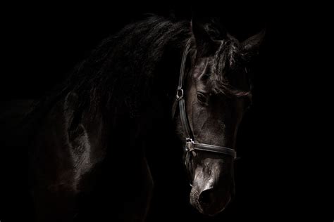 Black and White Horse Wallpaper - WallpaperSafari | Horse wallpaper ...