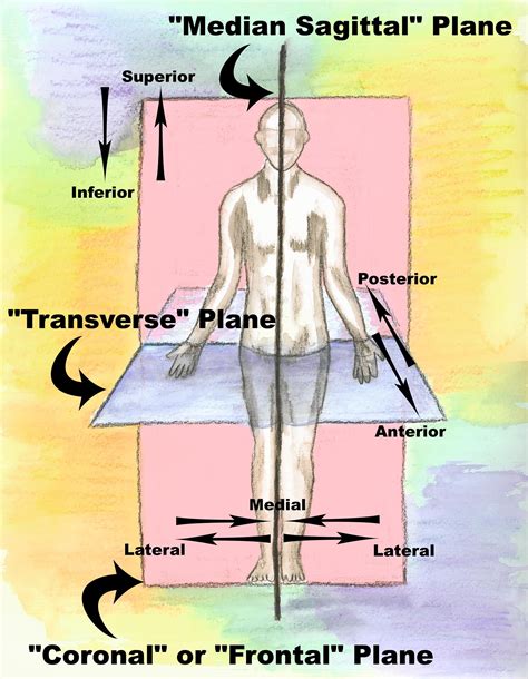 Anatomical Regions Of The Body Diagram