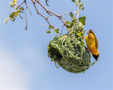 Weaver Bird Nest