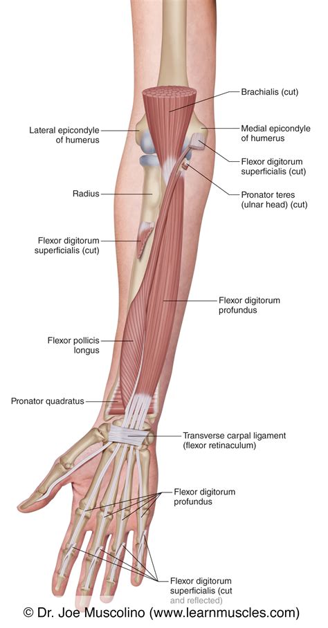 Anatomy Of Forearm Muscles, Anterior Digital Art By Stocktrek Images ...