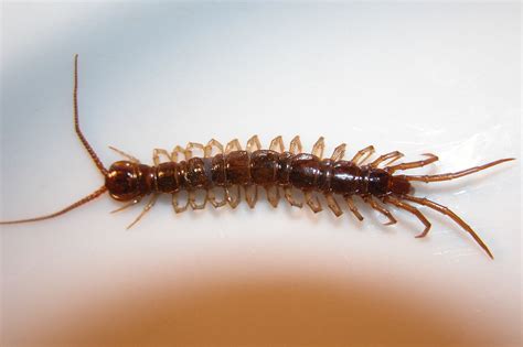 Centipede - Wikipedia