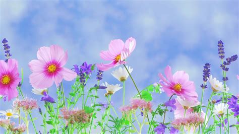 Dell Flower Wallpapers - Top Free Dell Flower Backgrounds - WallpaperAccess