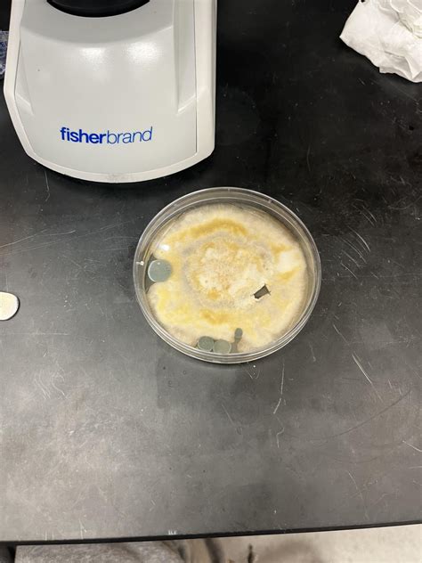 trying to identify this fungal sample! : r/mycology