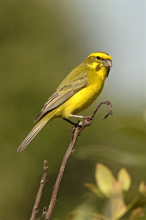 Yellow Canary - BirdForum Opus | BirdForum