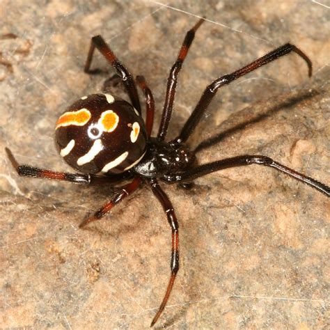 male Northern Black Widow - Latrodectus variolus | Pavouk, Hmyz, Brouk