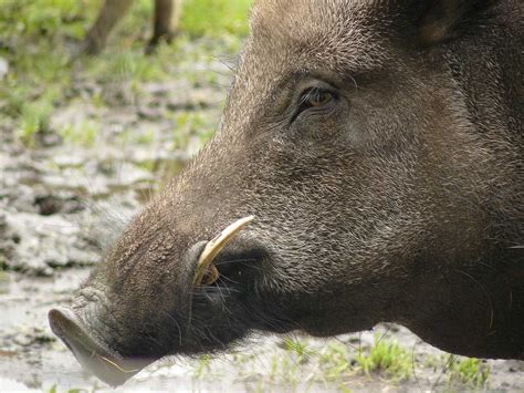 survival - How to react to an aggressive boar - The Great Outdoors ...