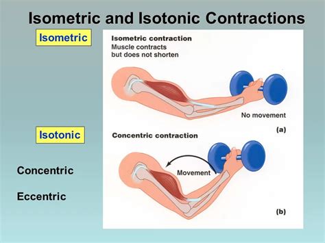 Isotonic exercises - Type, Benefits, Examples - Mobile Physio