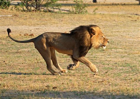 Lion hunting is booming, and Americans do most of the killing | Reveal