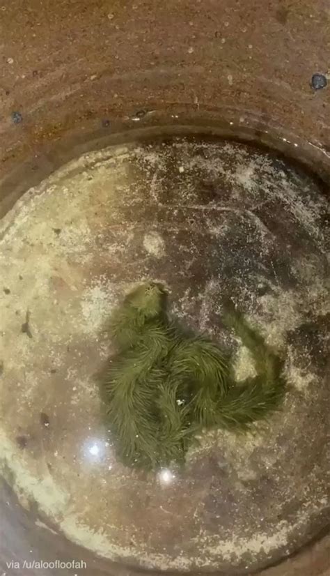 Curious Archive on Twitter: "A snake covered in algae. A rare event ...