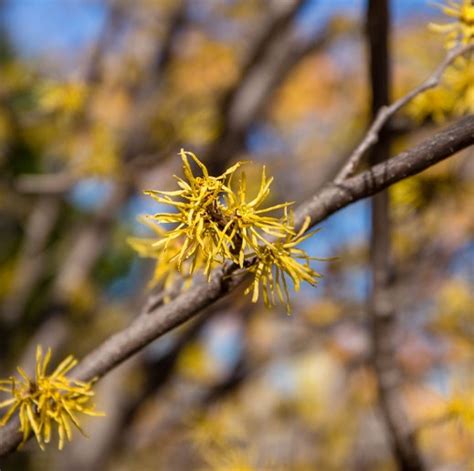 Hamamelis virginiana, Common Witch Hazel - Shop Sugar Creek Gardens