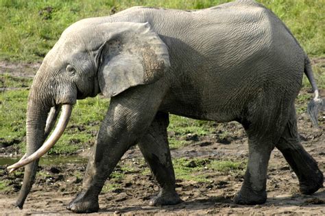 Male African Bush elephant Tim at Amboseli National Park ~ Harster