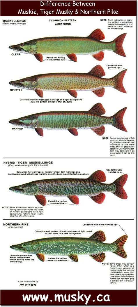 Difference Between Musky / Tiger Musky & Northern Pike