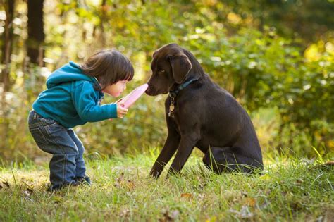 The healing power of pets - Medvisit