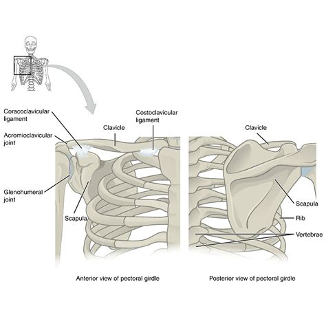 Pectoral Girdle Anatomy Diagram Spiral Notebook By Faolansforge ...