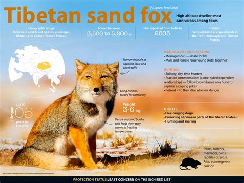 Tibetan Sand Fox: Facts, Diet, Habitat | Roundglass | Sustain