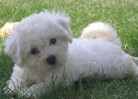 Bichon frise - Dogs breeds | Pets