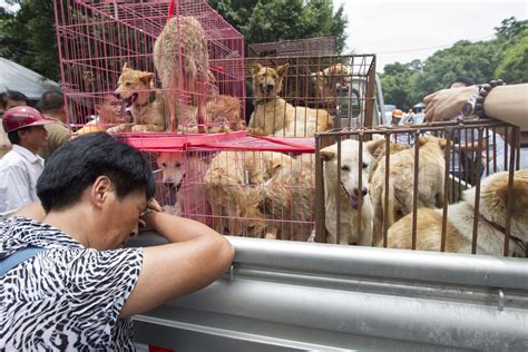 Yulin Dog Festival Cancelled 2024 - Babs Marian