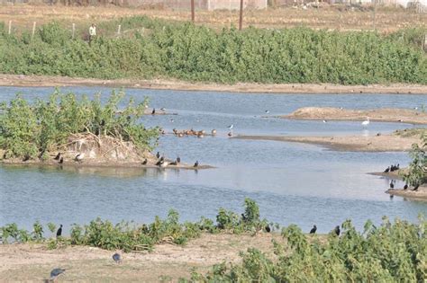 Sirpur Lake: Indore's Sirpur Lake gets IBA status | Indore News - Times ...