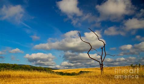 Artificial Nature Photograph by Slavyan Kostov - Fine Art America