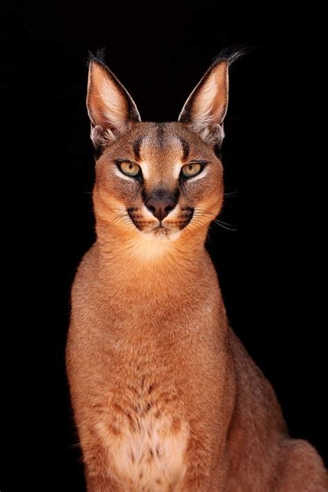 13 Facts about The Cutest Species " Caracal Cat " - Cats In Care