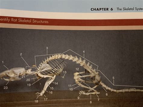 Rat Skeletal Structures Diagram | Quizlet