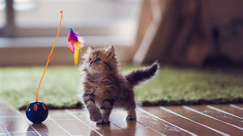 Comment nos chats sont-ils devenus des chats-chiens