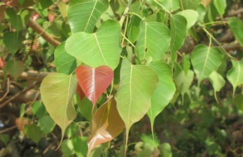 5 Wholesome Health Benefits of Peepal Tree That Will Surprise You