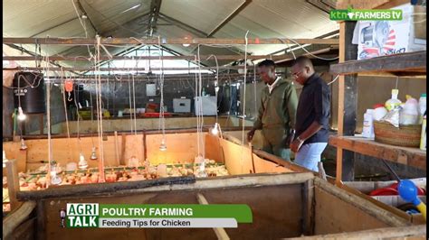 Poultry farming tips and best practices - AgriTalk - YouTube