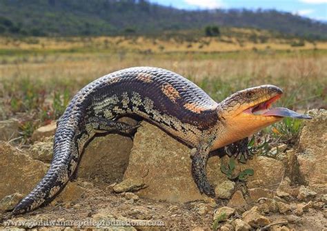 Yes, this is a predation shot, but I just love the expression on the ...