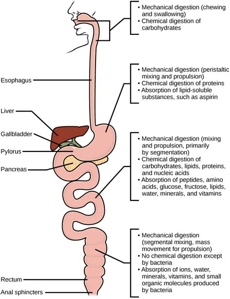 25.3 Digestive System Processes | Texas Gateway