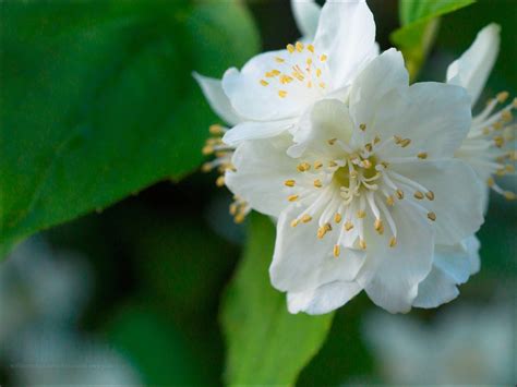 Jasmine Flower Wallpapers - Wallpaper Cave