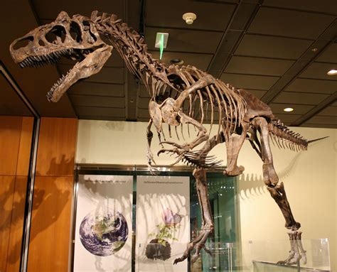 About Allosaurus - FossilEra.com