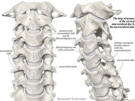 The deep structures of the cervical spine. The uncovertebral joints ...