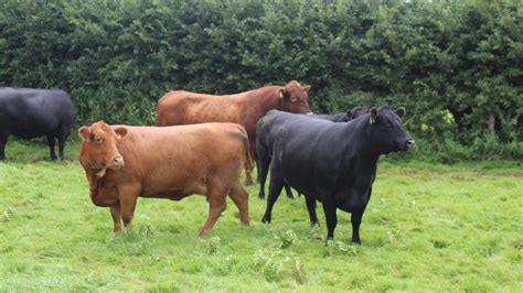 Black or red Aberdeen Angus cattle? The choice is yours - Agriland.co.uk