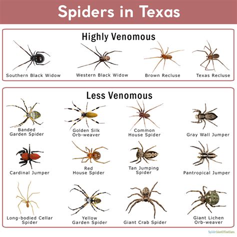 Spiders in Texas: List with Pictures