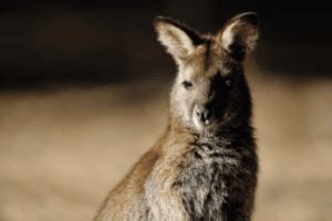 The Secret Life of Wallabies: Habitat and Behavior - Wildlife Blogging