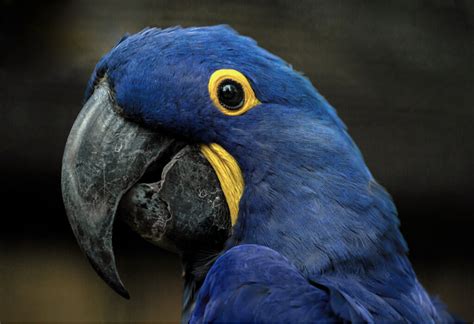 Blue macaw: habitat and characteristics