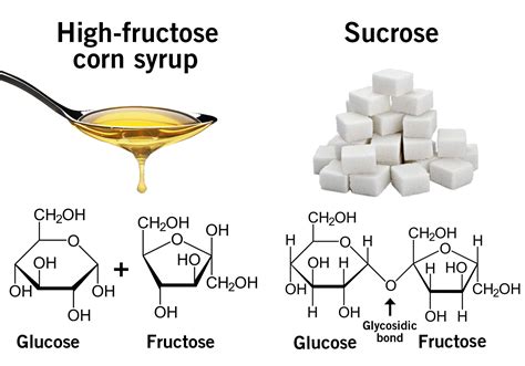 In Defence Of Sugar – How Sugar Drove Human Evolution