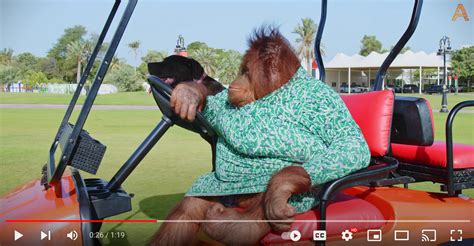 Orangutan Driving a Golf Cart - You've Got to See This – Converted Carts