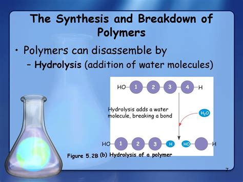 The Structure and Function of Macromolecules - ppt download