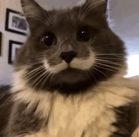 Cat GIF - Find & Share on GIPHY