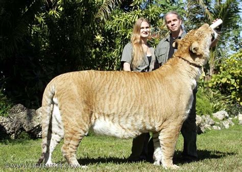 Ligers | Liger Pictures | Hercules | InterestingFacts.org