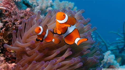 Download Clownfish And Sea Anemone Wallpaper 1920x1080 | Wallpoper #445765