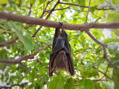 To Stop New Viruses Infecting Humans, We Must Protect Bat Habitat ...