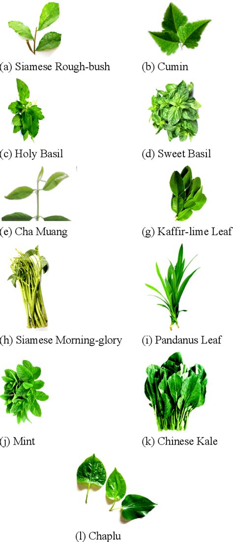 Figure 1 from Thai Herb Identification with Medicinal Properties Using ...