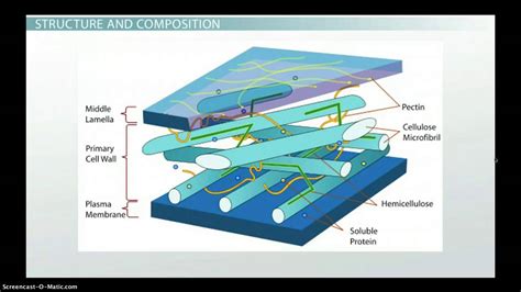 Plant Cell Wall: Function, Structure & Composition - YouTube