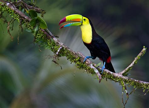 Download Beak Branch Bird Animal Toucan HD Wallpaper