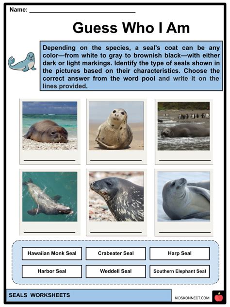 Seals Facts & Worksheets | Features, Habitat, Diet, Status