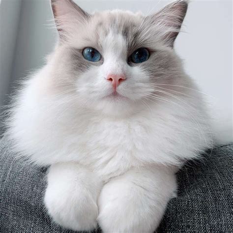 11 Cute Pictures of Ragdoll Cats