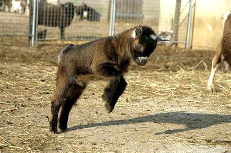 Why Do Baby Goats Jump So Much? - Fur, Wings, & Scaly Things